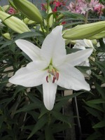 [1831 WhiteExpress No01.JPG]